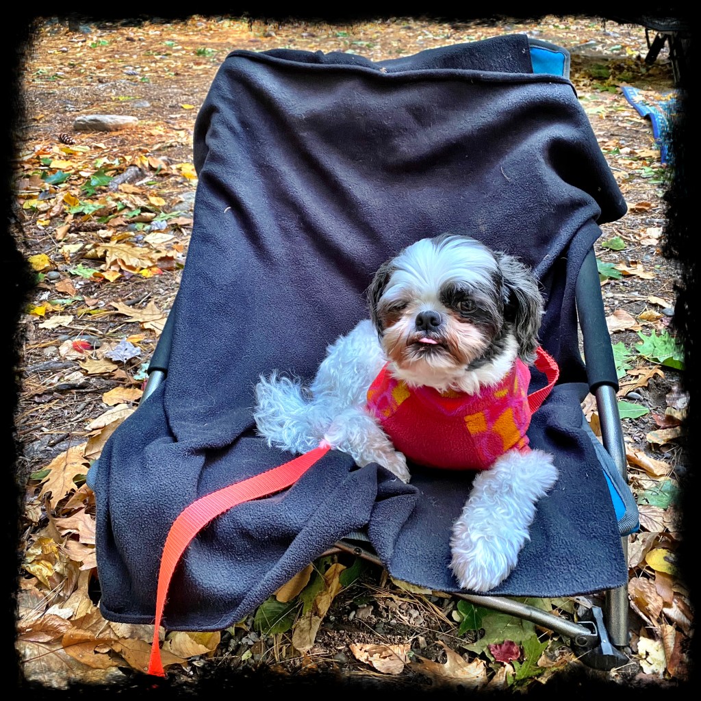 Ketu in his chair and in his coat