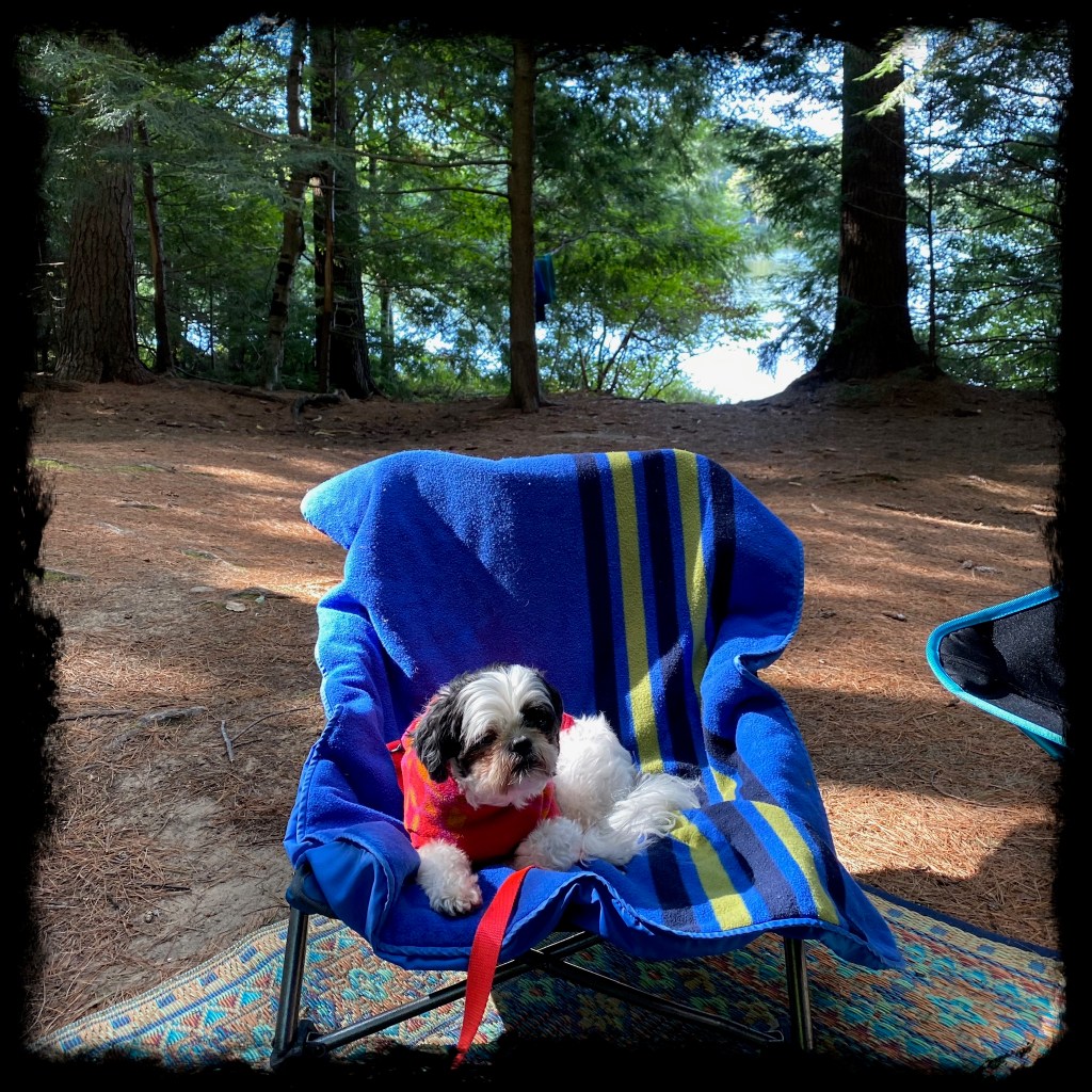 Dog on his chair in his coat